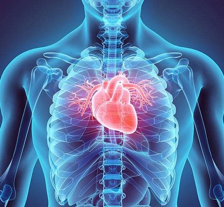 Human Anatomy & Physiology Home Study Masterclass